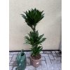 DRACAENA COMPACTA, DRACENA, PŮVOD ROSTLINY ŠPANĚLSKO. 95 CM