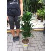 DRACAENA COMPACTA, DRACENA, PŮVOD ROSTLINY ŠPANĚLSKO. 95 CM