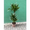 DRACAENA COMPACTA, DRACENA, PŮVOD ROSTLINY ŠPANĚLSKO. 95 CM