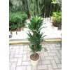DRACAENA COMPACTA, DRACENA, PŮVOD ROSTLINY ŠPANĚLSKO. 95 CM