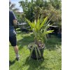 Rhapidophyllum hystrix, mrazuvzdorná palma, 110 cm+