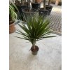 DRACAENA MARGINATA, DRACENA, PŮVOD ROSTLINY ŠPANĚLSKO. 100 CM