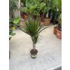 DRACAENA MARGINATA, DRACENA, PŮVOD ROSTLINY ŠPANĚLSKO. 100 CM