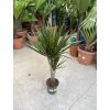 DRACAENA MARGINATA, DRACENA, PŮVOD ROSTLINY ŠPANĚLSKO. 100 CM