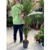 DRACAENA MARGINATA, DRACENA, PŮVOD ROSTLINY ŠPANĚLSKO. 150 CM