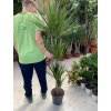 DRACAENA MARGINATA, DRACENA, PŮVOD ROSTLINY ŠPANĚLSKO. 150 CM