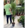 DRACAENA MARGINATA, DRACENA, PŮVOD ROSTLINY ŠPANĚLSKO. 150 CM