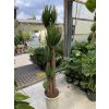 YUCCA ELEGANS, JUKA, PŮVOD ROSTLINY ŠPANĚLSKO. 180 CM