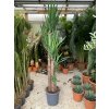 YUCCA ELEGANS 180 CM