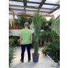 YUCCA ELEGANS, JUKA, PŮVOD ROSTLINY ŠPANĚLSKO. 180 CM