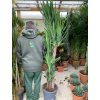 YUCCA ELEGANS, JUKA, PŮVOD ROSTLINY ŠPANĚLSKO. 180 CM