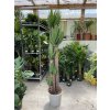 YUCCA ELEGANS 180 CM