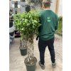 FICUS BENJAMINA propletený kmínek 140 cm