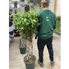 FICUS BENJAMINA propletený kmínek 150 cm