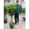 FICUS BENJAMINA propletený kmínek 140 cm
