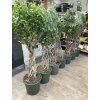 FICUS BENJAMINA propletený kmínek 140 cm