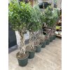 FICUS BENJAMINA propletený kmínek 150 cm