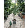 FICUS BENJAMINA propletený kmínek 140 cm