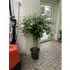 FICUS BENJAMINA propletený kmínek 140 cm