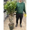 FICUS BENJAMINA propletený kmínek 140 cm