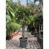 FICUS BENJAMINA propletený kmínek 140 cm