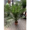 PHOENIX CANARIENSIS,DATLOVÁ PALMA, DATLOVNÍK, 170 CM, JEDNOTNÁ CENA PRONÁJMU NA 1-7 DNÍ.