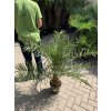 PHOENIX CANARIENSIS,DATLOVÁ PALMA, DATLOVNÍK, 100 CM, JEDNOTNÁ CENA PRONÁJMU NA 1-7 DNÍ.