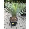 YUCCA ROSTRATA, PŮVOD ROSTLINY ŠPANĚLSKO. VÝŠKA ROSTLINY 50 CM