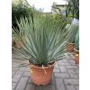 YUCCA ROSTRATA, PŮVOD ROSTLINY ŠPANĚLSKO. VÝŠKA ROSTLINY 50 CM