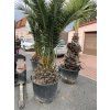 PHOENIX CANARIENSIS, DATLOVÁ PALMA, 250 cm