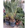 PHOENIX CANARIENSIS, DATLOVÁ PALMA, 250 cm