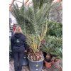 PHOENIX CANARIENSIS, DATLOVÁ PALMA, 250 cm