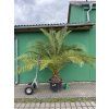 PHOENIX CANARIENSIS, DATLOVÁ PALMA, 250 cm