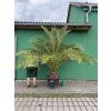 PHOENIX CANARIENSIS, DATLOVÁ PALMA, 250 cm