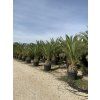 PHOENIX CANARIENSIS, DATLOVÁ PALMA, 250 cm