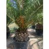 PHOENIX CANARIENSIS, DATLOVÁ PALMA, 250 cm