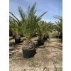 PHOENIX CANARIENSIS, DATLOVÁ PALMA, 250 cm
