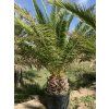 PHOENIX CANARIENSIS, DATLOVÁ PALMA, 250 cm