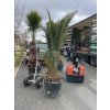 PHOENIX CANARIENSIS, DATLOVÁ PALMA, 200 cm