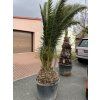 PHOENIX CANARIENSIS, DATLOVÁ PALMA, 250 cm