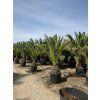 PHOENIX CANARIENSIS, DATLOVÁ PALMA, 250 cm