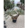 Trithrinax campestris, palma, výška rostliny 130 cm.