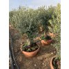 Olea europea - Olivovník 160 cm, miska