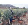 Olea europea - Olivovník 160 cm, miska