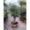 Olea europea - Olivovník 160 cm, miska