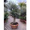 Olea europea - Olivovník 160 cm, miska