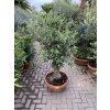 Olea europea - Olivovník 160 cm, miska