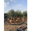 Olea europea - Olivovník 160 cm, miska