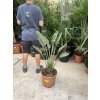 Strelitzia reginae 110 cm