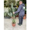 Strelitzia reginae 110 cm